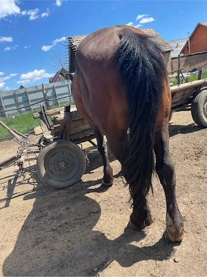 armasar de vanzare  - imagine 2