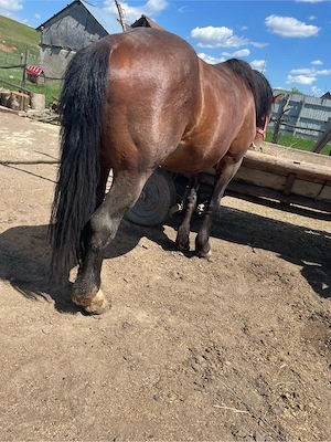 armasar de vanzare  - imagine 5