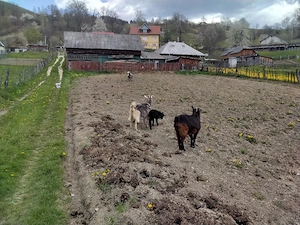 schimbare locatie pentru un tap,o capră cu iedut și o ieduta de un an si trei luni - imagine 2