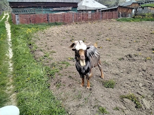 schimbare locatie pentru un tap,o capră cu iedut și o ieduta de un an si trei luni - imagine 3