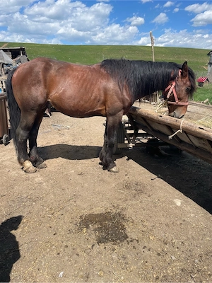 armasar de vanzare  - imagine 3