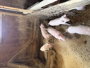 Purcei de vânzare - imagine 2