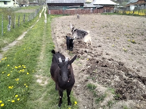 schimbare locatie pentru un tap,o capră cu iedut și o ieduta de un an si trei luni