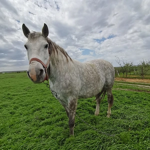 Bună ziua vând iapa în vârstă de 6 ani cuminte și harnică  prețul e 90 negociabil  - imagine 4