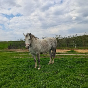 Bună ziua vând iapa în vârstă de 6 ani cuminte și harnică  prețul e 90 negociabil  - imagine 2