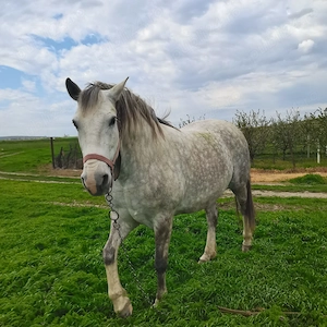 Bună ziua vând iapa în vârstă de 6 ani cuminte și harnică  prețul e 90 negociabil  - imagine 5