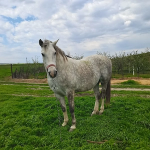 Bună ziua vând iapa în vârstă de 6 ani cuminte și harnică  prețul e 90 negociabil  - imagine 3