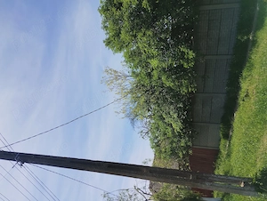 Vând gospodărie în Toager, comuna Giera, jud. Timiș - 58 km de Timișoara.   - imagine 3