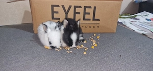 Iepurași cap de leu