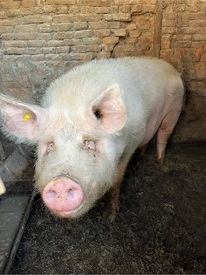 Vand porc  - imagine 2