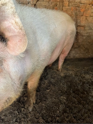 Vand porc  - imagine 3