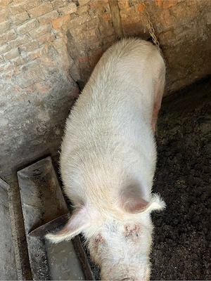 Vand porc  - imagine 4