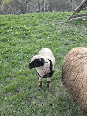 De vânzare miei ( berbecuți)  - imagine 2