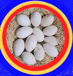 De vânzare ouă de gâște americane și rațe mute  - imagine 2