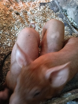 Purcei de vanzare rasa duroc cu Petrain 