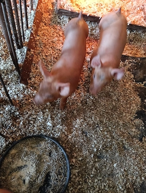 Purcei de vanzare rasa duroc cu Petrain  - imagine 3