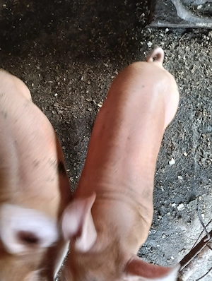 Purcei de vanzare rasa duroc cu Petrain  - imagine 2