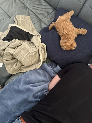 Caniche Pudel Roșu Roșcat Poodle - imagine 4