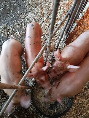 Purcei de vanzare rasa duroc cu Petrain  - imagine 4