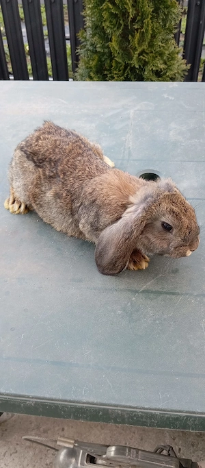 Iepuri de casă în Suceava 