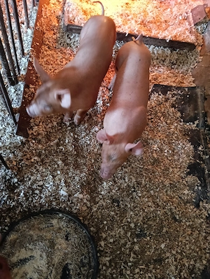 Purcei de vanzare rasa duroc cu Petrain  - imagine 5