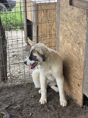 Vand femela de 5 luni- metis ciobanesc - imagine 4