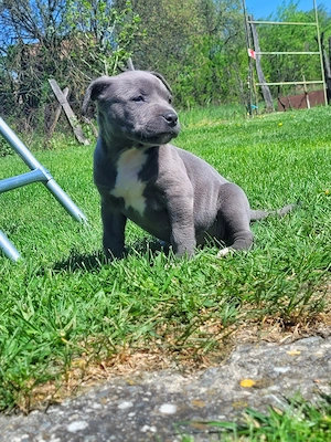 Pui Amstaff Blue