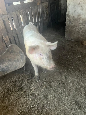 vand porc 100kg - imagine 3