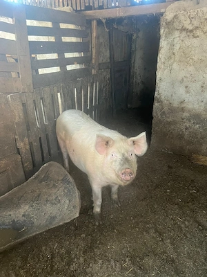 vand porc 100kg - imagine 2