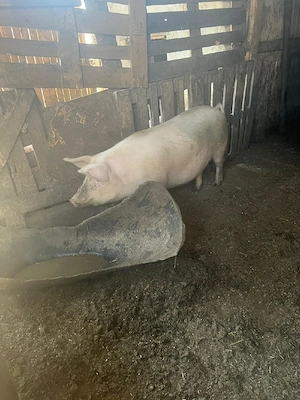 vand porc 100kg - imagine 4