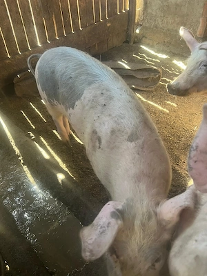 vand purcei  - imagine 3