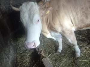 Junincă gestantă de vânzare 