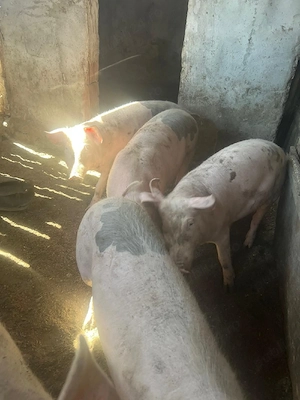 vand purcei  - imagine 5