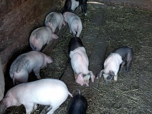 Purceii de vânzare   - imagine 2