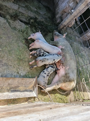 De vânzare scroafă cu 5 purcei 4 săptămâni purceii