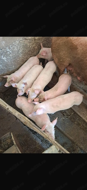 Vând purcei marele alb 7-8 săptămâni! - imagine 3