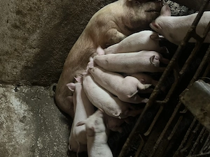 Vând purcei marele alb 7-8 săptămâni! - imagine 2