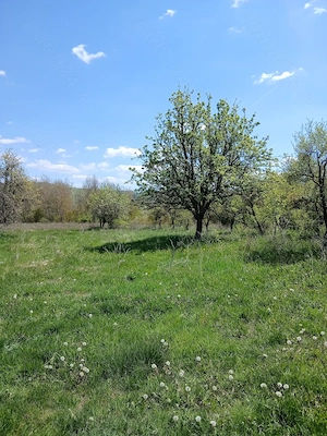 Vand teren  intravilan 2515 m2 in Ioanicesti, com Poienarii de Arges. - imagine 5