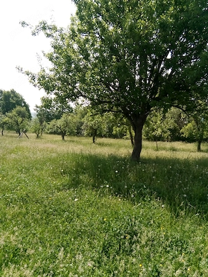 Vand teren  intravilan 2515 m2 in Ioanicesti, com Poienarii de Arges. - imagine 8