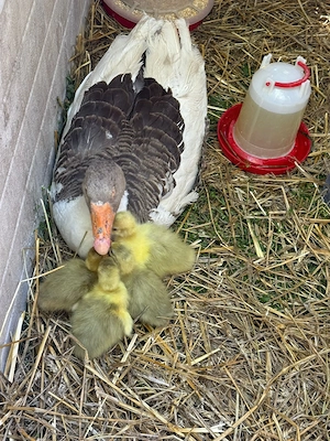 Vand sau schimb boboci si pui