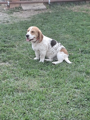 Beagle mascul 11 luni  - imagine 3