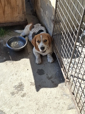 Beagle mascul 11 luni  - imagine 2