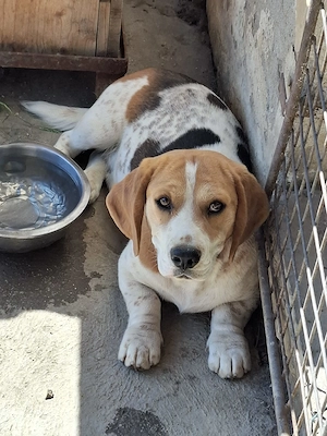 Beagle mascul 11 luni 