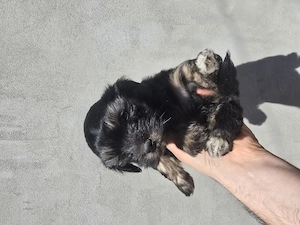 Bichon Maltez negru cu Pedigree - imagine 4