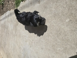 Bichon Maltez negru cu Pedigree - imagine 5