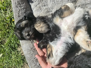 Bichon Maltez negru cu Pedigree - imagine 3