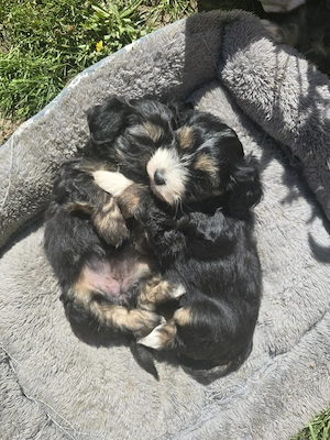 Bichon Maltez negru cu Pedigree