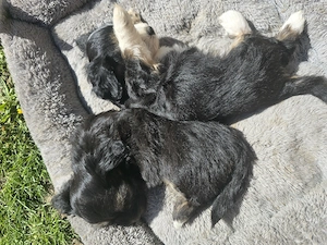 Bichon Maltez negru cu Pedigree - imagine 2