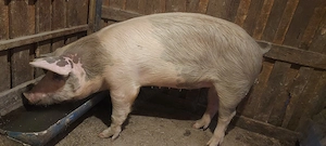 Vand porci  - imagine 3