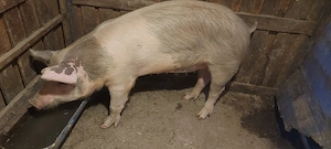 Vand porci  - imagine 2